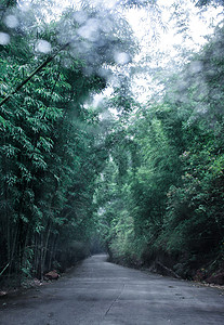 雨后小路竹林间的小路背景