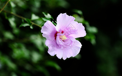 紫色花背景乳香树脂高清图片