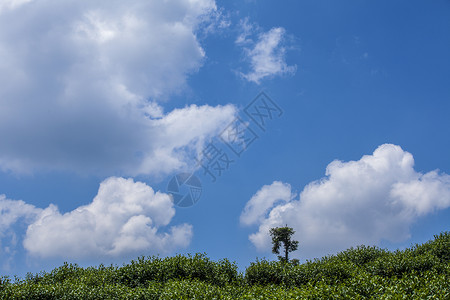 蓝天白云梦幻蓝色树叶高清图片