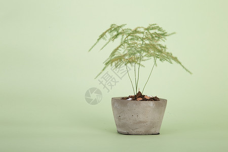 绿植盆栽蕨类植物苔藓高清图片