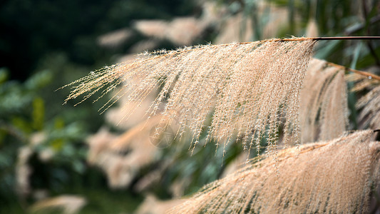 大自然秋季植物芦苇背景图片