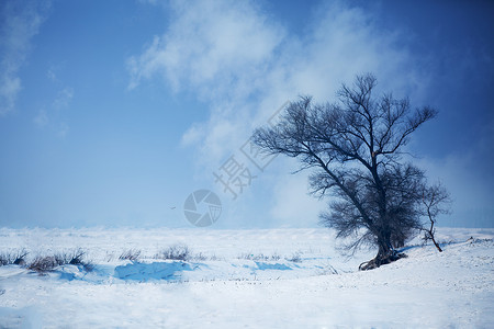 雪地中树木雪地中的树背景