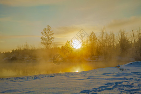 雪早晨枫树雪地日出背景