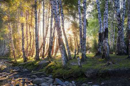 森林溪流新疆禾木日出白桦林背景