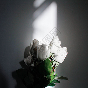 阳光下的白玫瑰背景图片