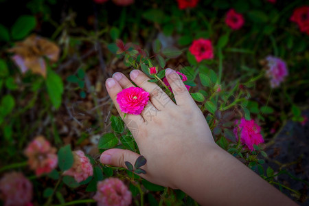 颜色选择小女孩的手 花花戒指背景