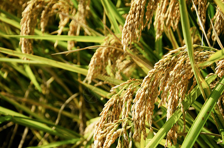 收获的水稻绿色金色高清图片