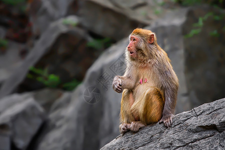 坐姿侧面山中的猴子背景