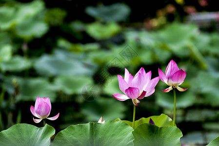 荷花莲子莲藕花高清图片