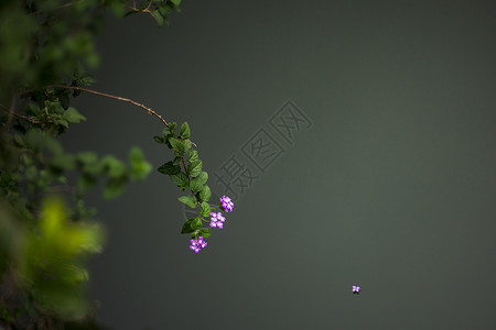 落花流水背景图片