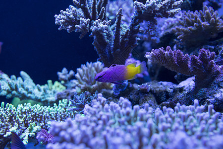 黄色海洋生物海底世界各种鱼类和生物背景