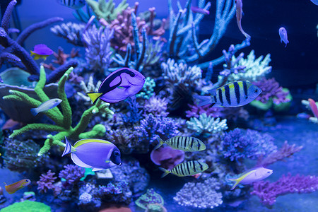 水下潜水海底鱼和生物背景