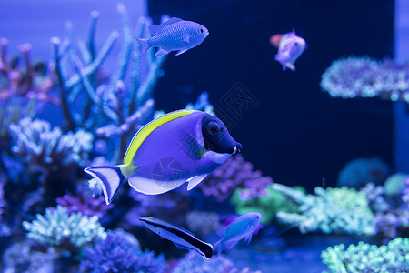 海底人物海底世界各种鱼和生物背景
