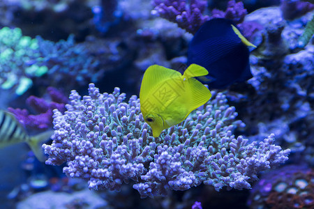 珊瑚红框海底世界各种鱼和生物背景