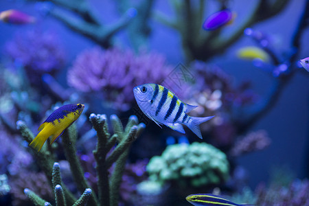 黄色海洋生物海底世界各种鱼和生物背景