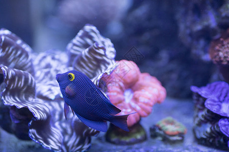 野海葵海底世界各种鱼和生物背景