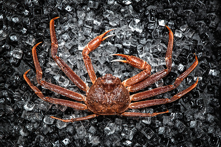 纯黑色长素材冰上的活螃蟹背景