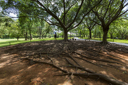 树根缠绕深圳莲花山公园背景