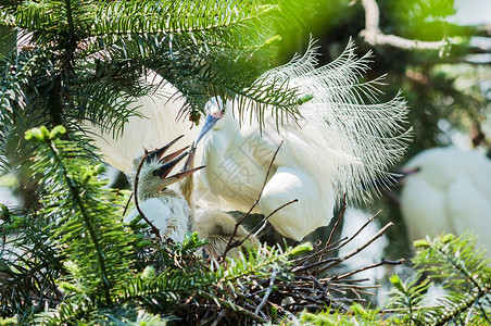 德清湿地公园繁殖期白鹭背景图片