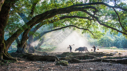 牛饮水江西霞浦杨家溪大榕树下的农家夫妇背景