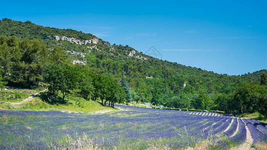 法国普罗旺斯法国薰衣草庄园背景