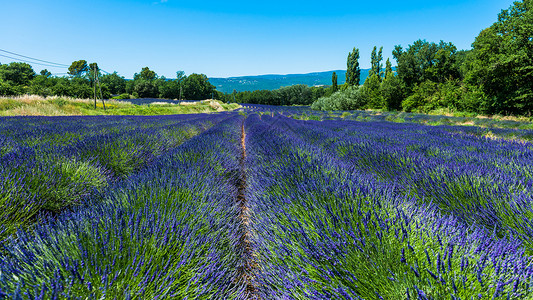 法国普罗旺斯法国薰衣草庄园背景