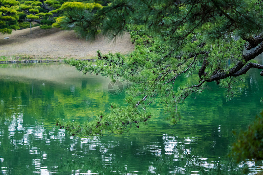 湖边的绿松图片