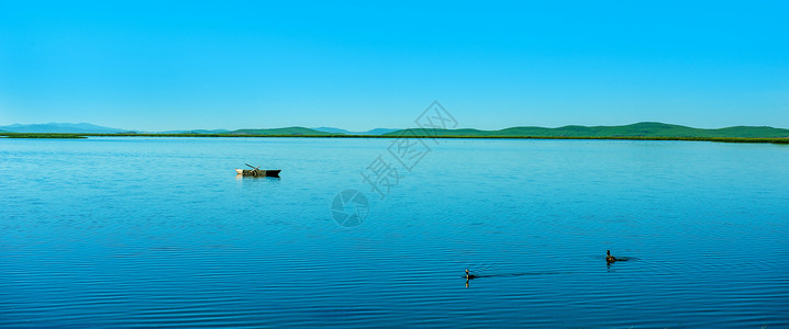 野鸭水面鸭宁静的水面背景