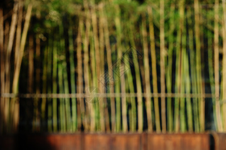 竹林的背景虚化林草高清图片