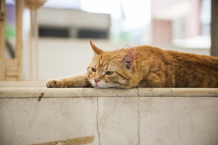 野生猫猫在户外仔细观察背景