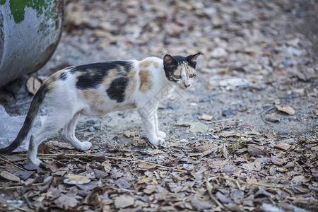 猫在户外仔细观察图片