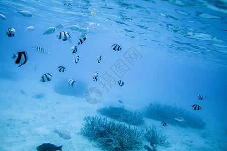 一群鱼旅行中潜水看到的海底世界背景