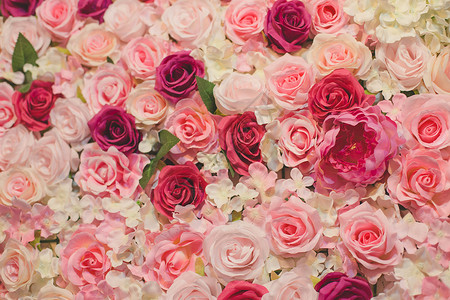 花墙背景鲜花玫瑰高清图片