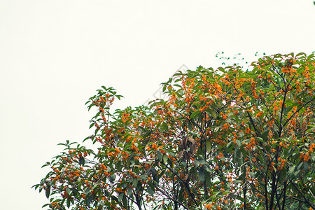 桂花树素材网桂花树背景