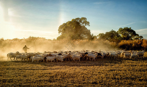 草原放羊人牧归背景图片