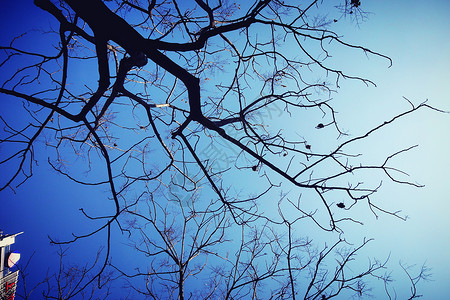 秋天天空树干树枝背景图片