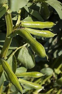 蔬菜蚕豆绿色植物豆类高清图片