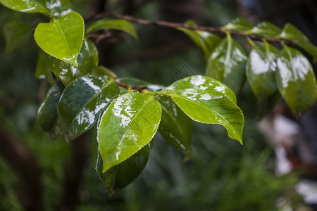 雨季树叶雨天雨水中被打湿的叶子背景