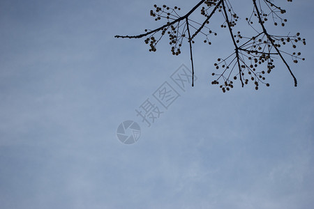 秋天春天简单的天空叶子留白图片