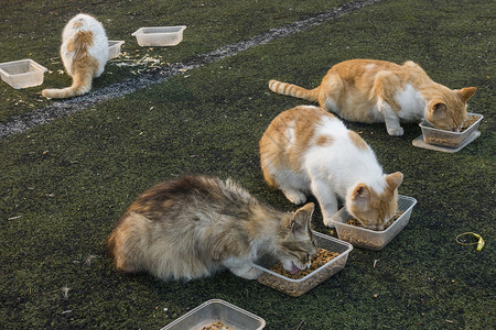 手绘猫粮流浪猫在好心人的帮助下进食背景