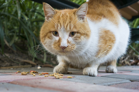胖猫肥猫宠物野猫高清图片
