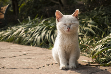 猫的独特表情高清图片