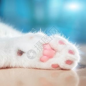童趣睡猫猫咪爪子上的肉垫背景
