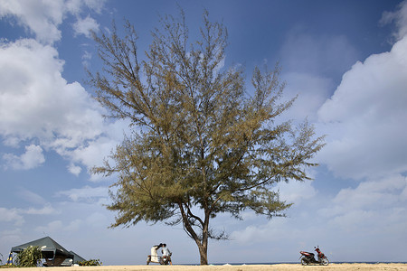 旅行到普吉岛在蓝天大树下有情侣图片