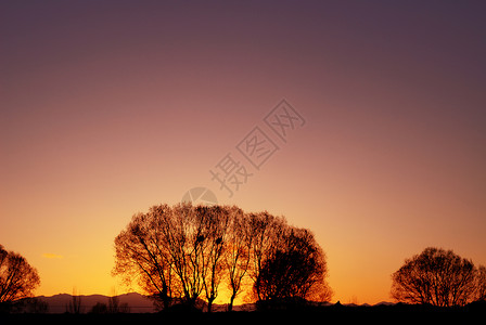 暖色壁纸夕阳下的树林背景