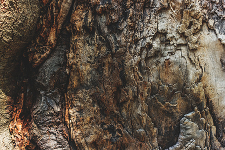 古树肌理木材颜色高清图片