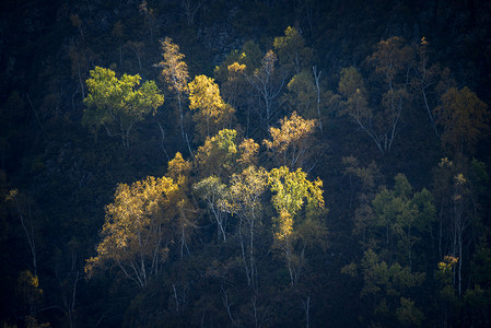 桦木科植物秋天的桦木林背景