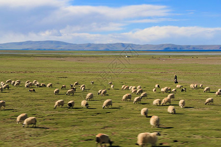 青藏高原的牧羊人图片