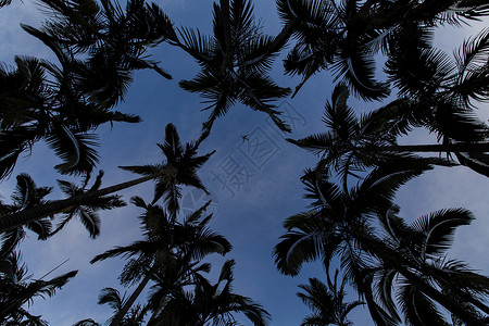 剪影椰树上飞机图片