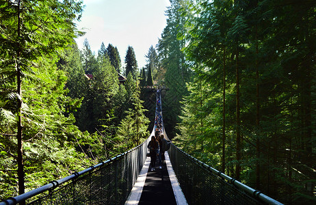 加拿大皮卡拉诺吊桥公园背景图片